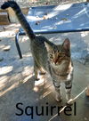 adoptable Cat in  named Squirrel