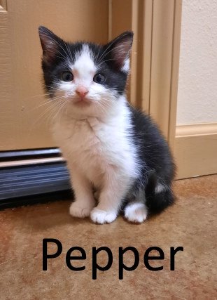 adoptable Cat in Mountain View, AR named Pepper