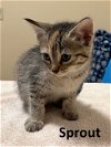 adoptable Cat in , AR named Sprout