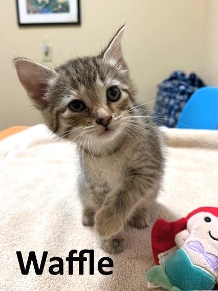 adoptable Cat in Mountain View, AR named Waffle