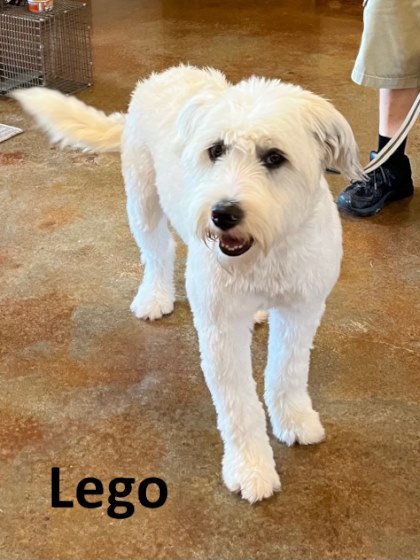 adoptable Dog in Mountain View, AR named Lego