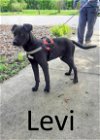 adoptable Dog in  named Levi