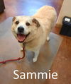 adoptable Dog in Mountain View, AR named Sammie