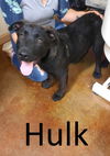 adoptable Dog in Mountain View, MO named Hulk