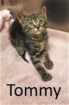 adoptable Cat in , AR named Tommy