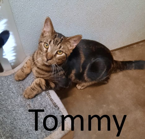 adoptable Cat in Mountain View, AR named Tommy