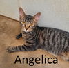 adoptable Cat in , AR named Angelica