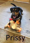 adoptable Dog in , AR named Prissy