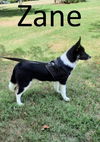 adoptable Dog in Mountain View, MO named Zane