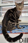 adoptable Cat in Mountain View, AR named Dill