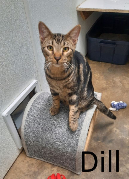 adoptable Cat in Mountain View, AR named Dill