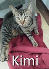 adoptable Cat in Mountain View, MO named Kimi