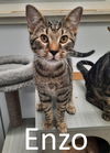 adoptable Cat in Mountain View, MO named Enzo