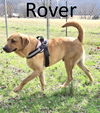 adoptable Dog in  named Rover