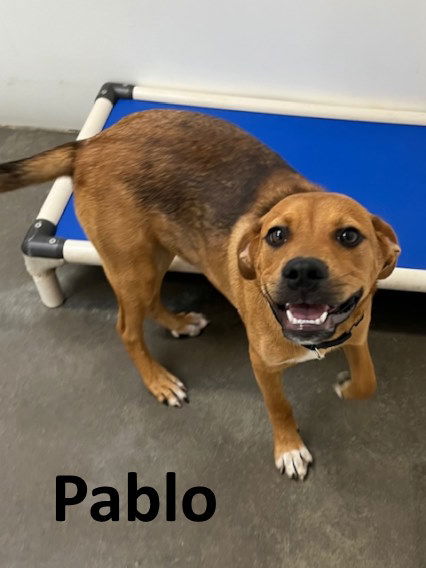 adoptable Dog in Mountain View, AR named Pablo