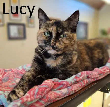 Lucy - Tortoiseshell