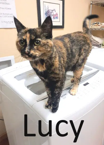 Lucy image 3