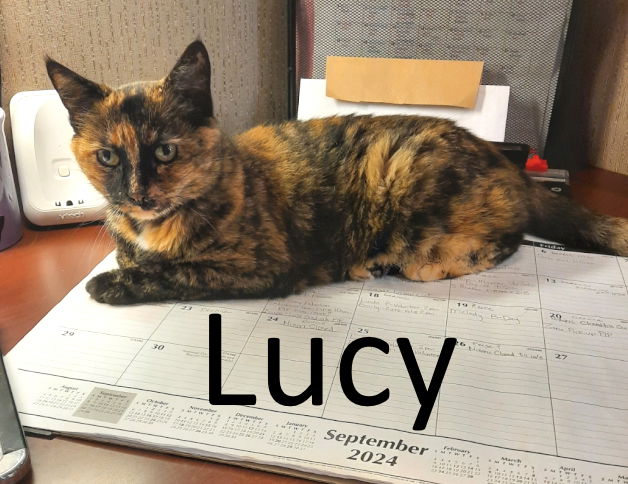 adoptable Cat in Mountain View, AR named Lucy