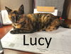 adoptable Cat in  named Lucy