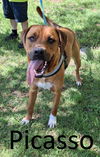 adoptable Dog in Mountain View, AR named Picasso