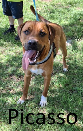 picture of the dog needing adoption