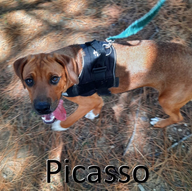 adoptable Dog in Mountain View, AR named Picasso