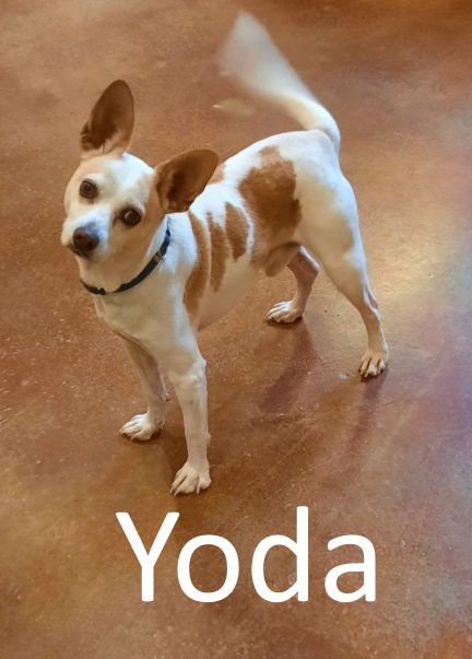 adoptable Dog in Mountain View, AR named Yoda