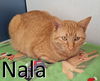 adoptable Cat in  named Nala
