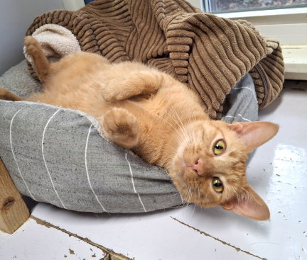 Nala