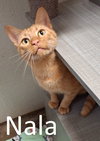 Nala - Photo 1