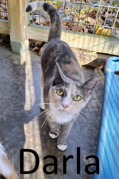 picture of the cat needing adoption