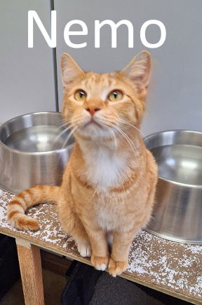 picture of the cat needing adoption