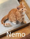 adoptable Cat in , AR named Nemo