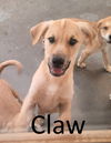 adoptable Dog in , AR named Claw