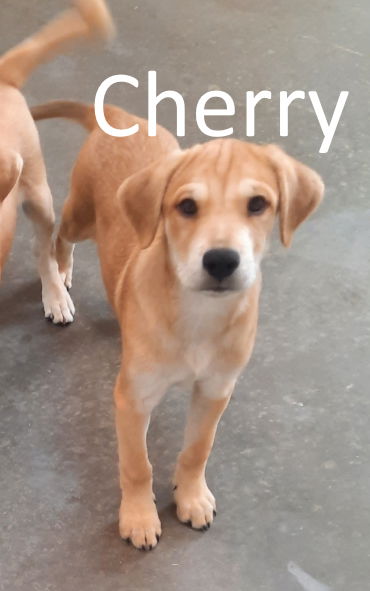 adoptable Dog in Mountain View, AR named Cherry