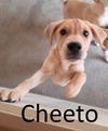 adoptable Dog in , AR named Cheeto