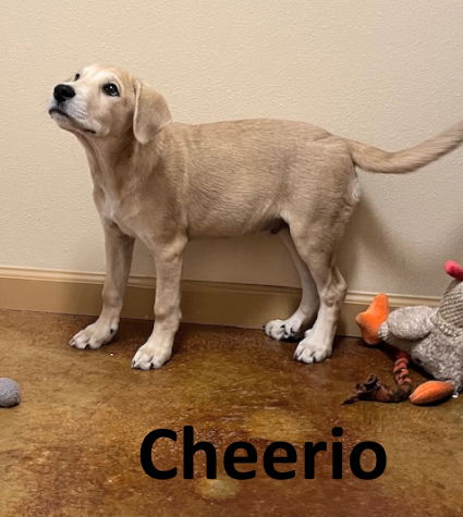 adoptable Dog in Mountain View, AR named Cheerio