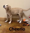 adoptable Dog in  named Cheerio