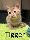 adoptable Cat in  named Tigger