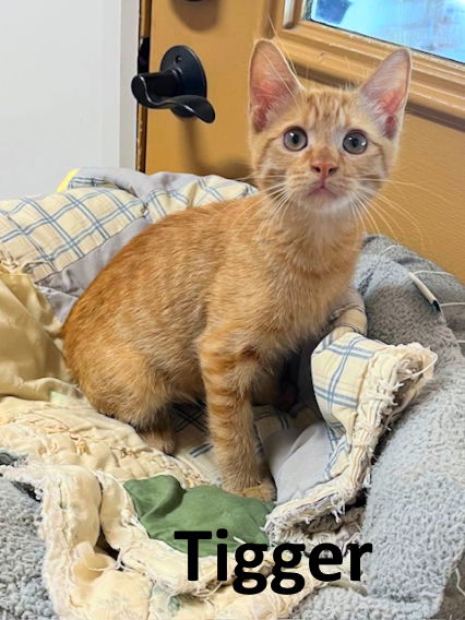 adoptable Cat in Mountain View, AR named Tigger