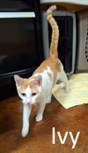 Ivy (Male) - Photo 3