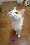 Ivy (Male) - Photo 4