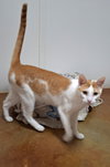 Ivy (Male) - Photo 5