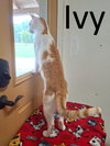 Ivy (Male) - Photo 2