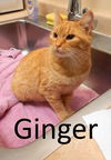adoptable Cat in mountain view, MO named Ginger