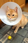 Gingie - Photo 5