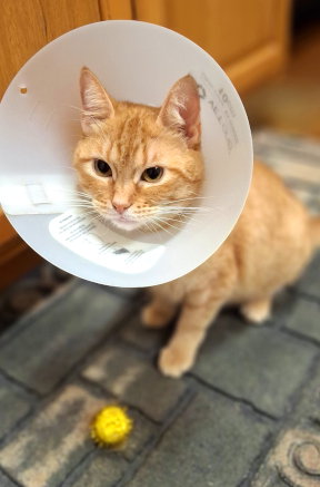 Gingie
