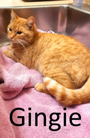 picture of the cat needing adoption