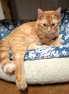 Gingie - Photo 4