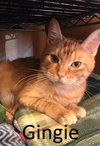 Gingie - Photo 1